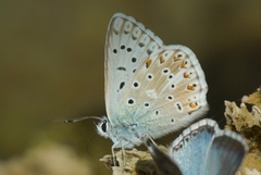 Polyommatus coridon