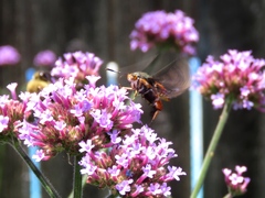 Eichlinia cucurbitae