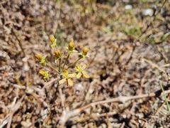Pelargonium gibbosum