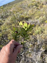Leucadendron elimense elimense