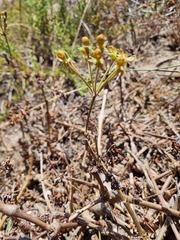 Pelargonium gibbosum