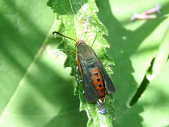 Eichlinia cucurbitae