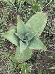 Aloe simii
