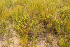Cyclopia sessiliflora