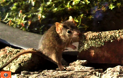 Antechinus flavipes