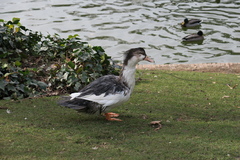 Anas platyrhynchos × Cairina moschata