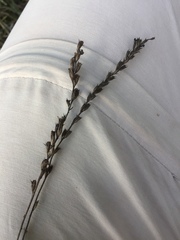 Triglochin palustris