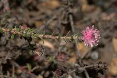Diastella divaricata divaricata