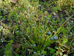 Eriocaulon