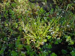 Eriocaulon