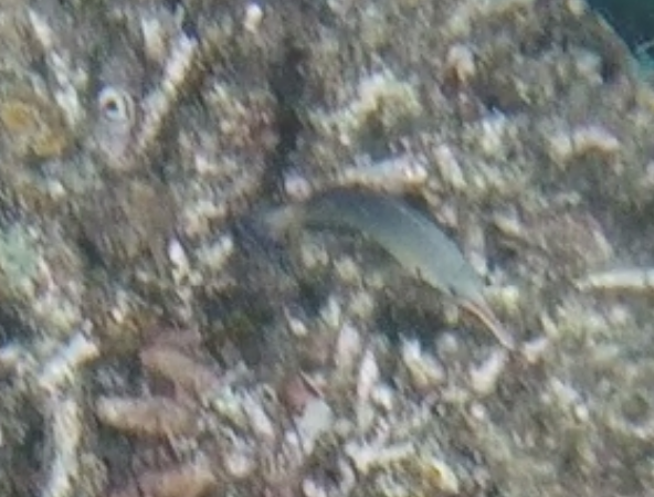 Green Birdmouth Wrasse