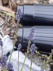 Comesperma calymega