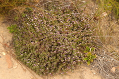 Muraltia ciliaris