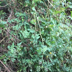 Solanum lycopersicum cerasiforme