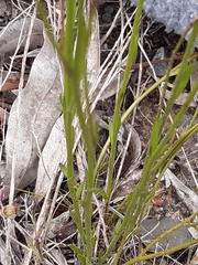 Comesperma calymega
