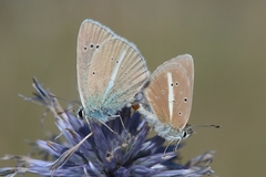 Polyommatus damon