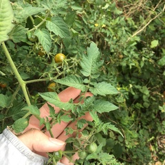 Solanum lycopersicum cerasiforme
