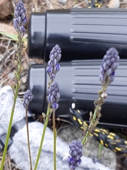 Comesperma calymega