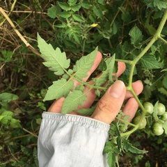 Solanum lycopersicum cerasiforme