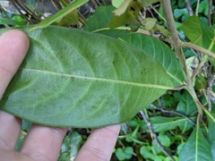 Rhodomyrtus psidioides