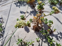 Dasispermum suffruticosum