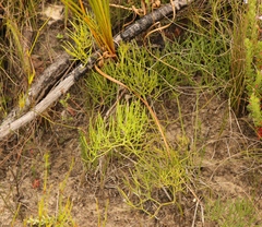 Nanobubon capillaceum