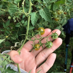 Solanum lycopersicum cerasiforme