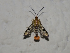 Synanthedon acerni