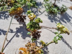 Dasispermum suffruticosum