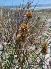 Cladoraphis cyperoides