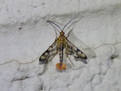 Synanthedon acerni
