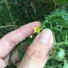 Solanum lycopersicum cerasiforme