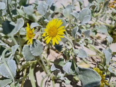 Arctotheca populifolia