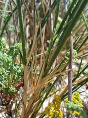 Cladoraphis cyperoides