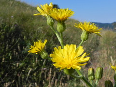 Crepis lacera