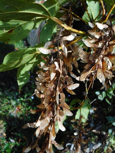 Acer sikkimense, photograph 4