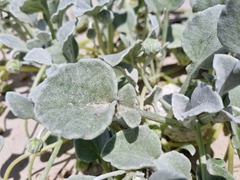 Arctotheca populifolia