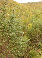 Cliffortia reniformis