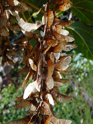 Image of Acer sikkimense by (c) Eugene Popov, some rights reserved (CC BY)