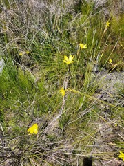 Bobartia filiformis