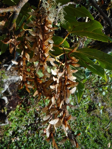 Image of Acer sikkimense by (c) Eugene Popov, some rights reserved (CC BY)