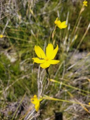 Bobartia filiformis