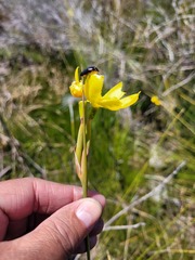 Bobartia filiformis