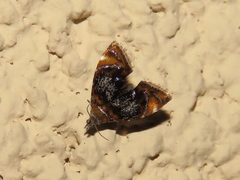 Prochoreutis inflatella