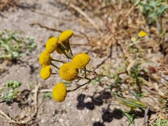 Oncosiphon suffruticosus