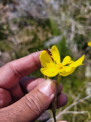 Bobartia filiformis