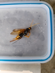Urocerus gigas