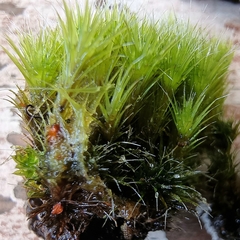 Campylopus introflexus