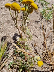 Oncosiphon suffruticosus