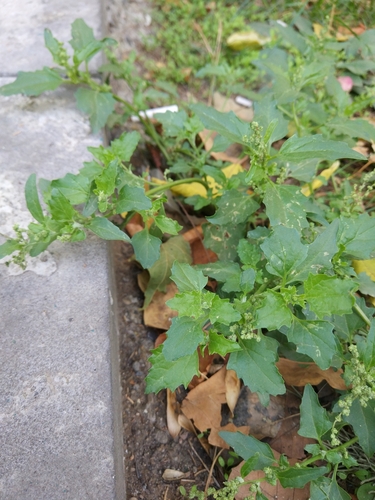 mrlík sivý (Oxybasis glauca)